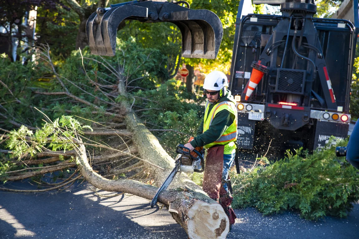Tree workers using equipment to handle a cut trunk section